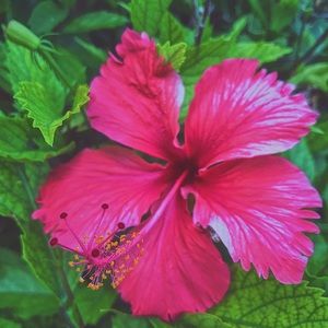 Meet your Posher, Lilly